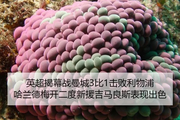 ying-chao-jie-mu-zhan-man-cheng-bi-ji-bai-li-wu-pu-ha-lan-de-mei-kai-er-du-xin-yuan-ji-ma-liang-si-biao-xian-chu-se-2-326.jpg